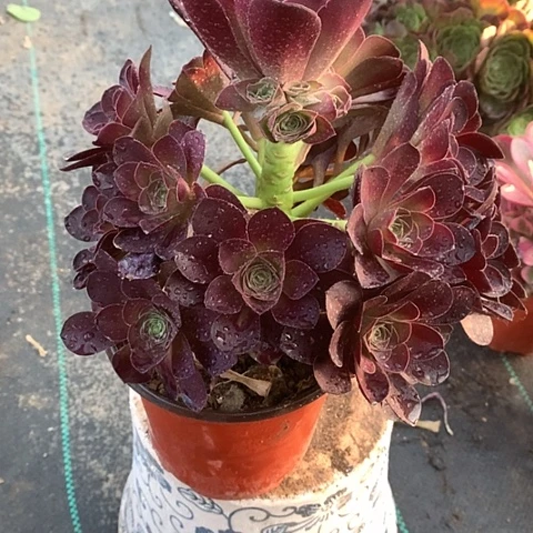 771魅金玫瑰多肉植物