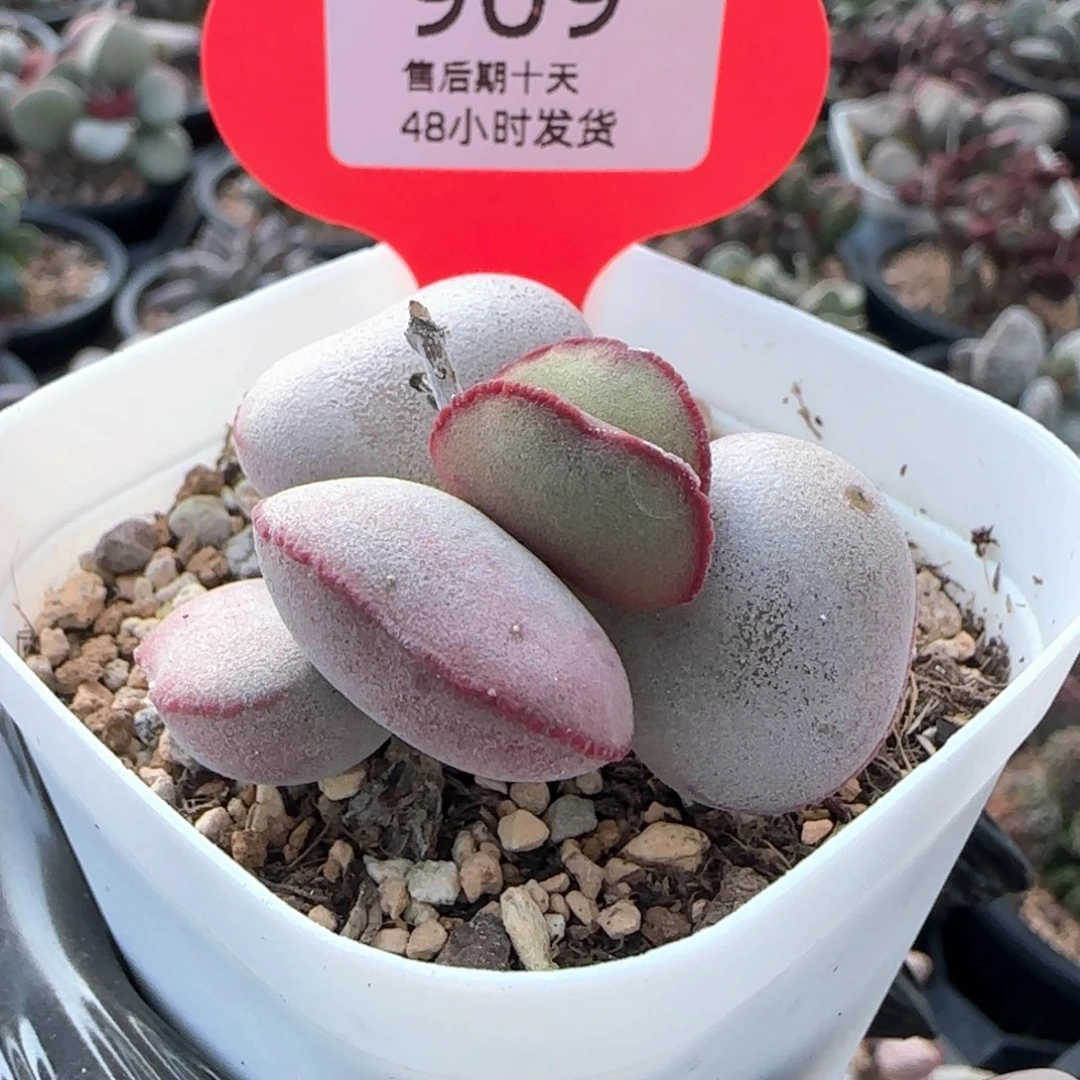 白肌红蛋。  909。