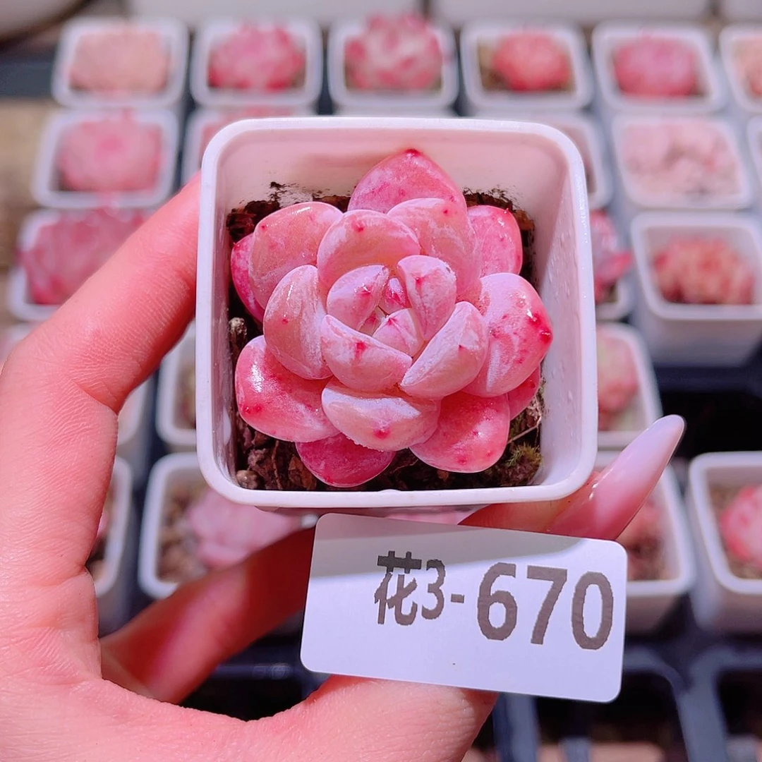 花利美3-670新品