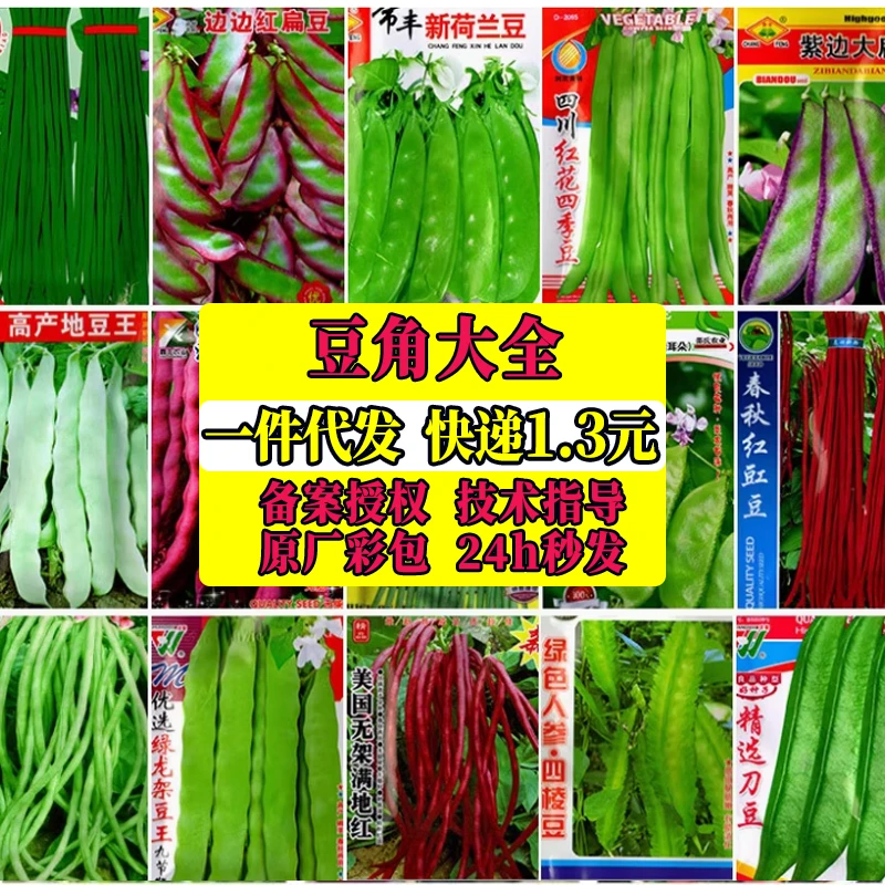 【苞出芽】【多款豆角可选】红金钩豆角种子高产东北油豆角种籽秋冬种