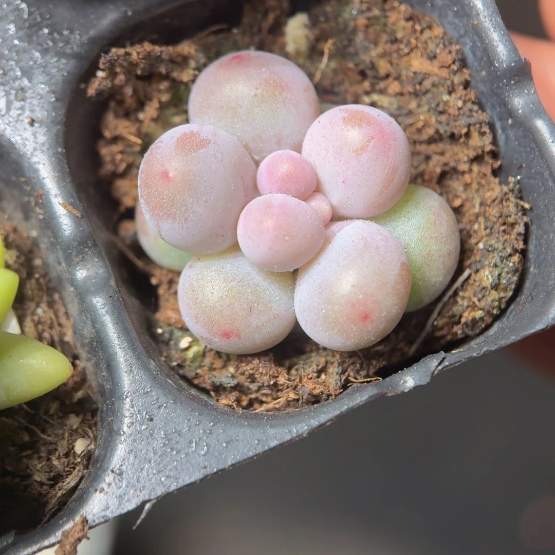 汤圆多肉9.9包邮发货