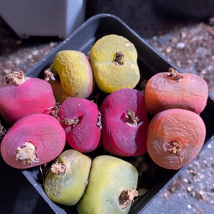 无****r21248一组一组一组