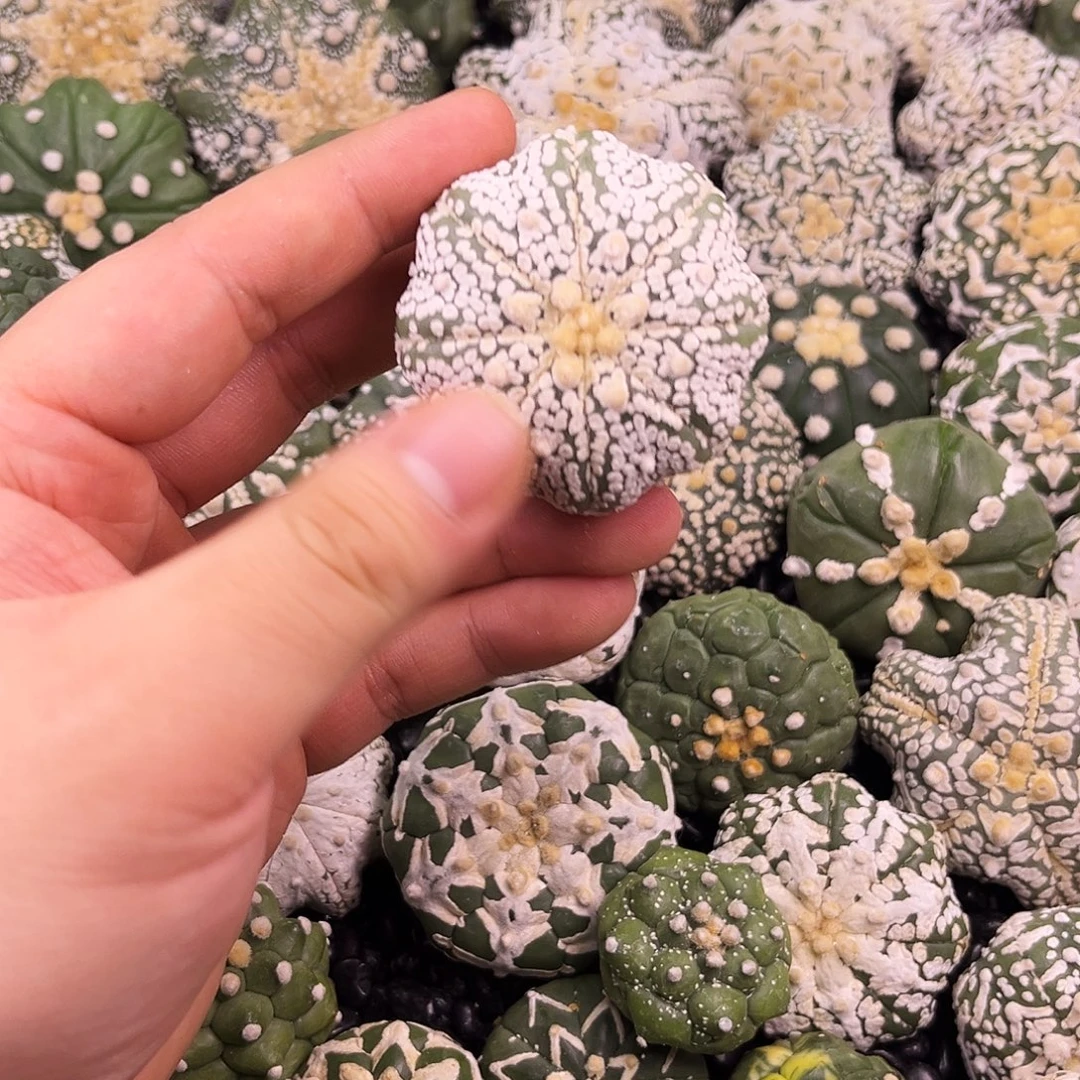 哈哈哈哈哈哈哈哈ｖ兜兜