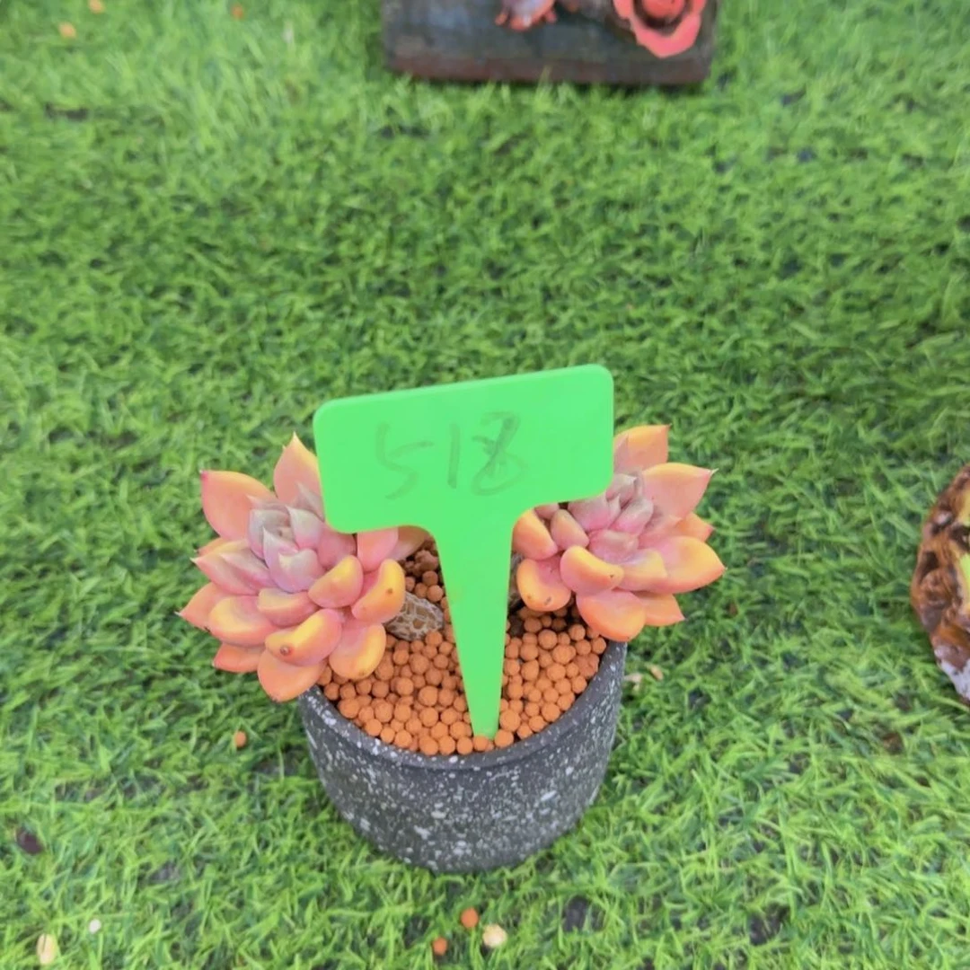 s****e518多肉植物一物一拍