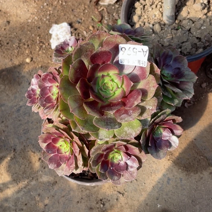 596黑膜多肉12344789