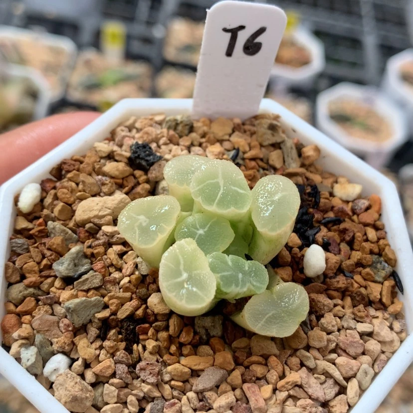 【闪购商品】6万象锦