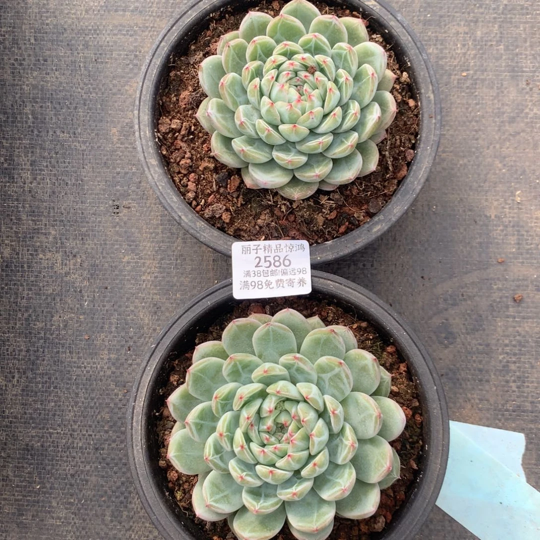 2586一物一拍2颗雪花珍妮