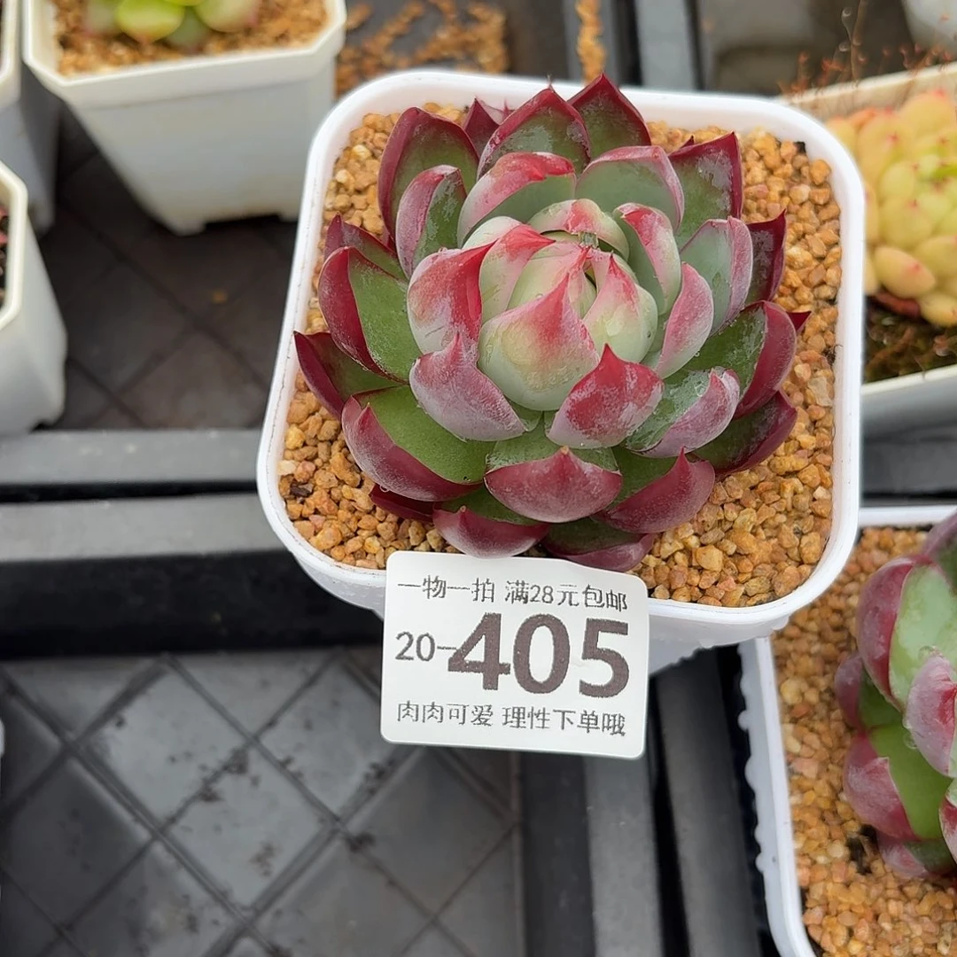 惊鸿无盆土发货无