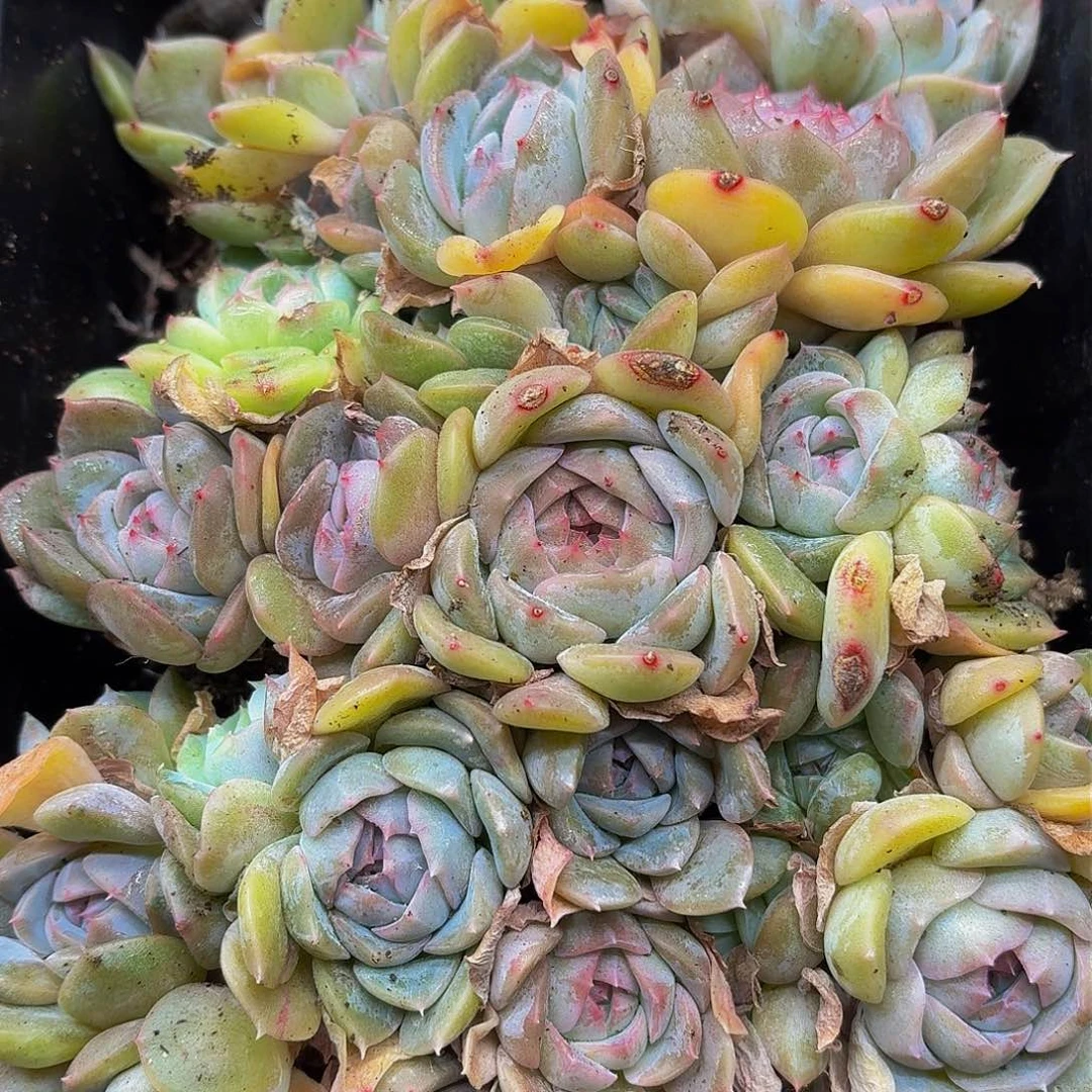 多肉植物多肉植物976