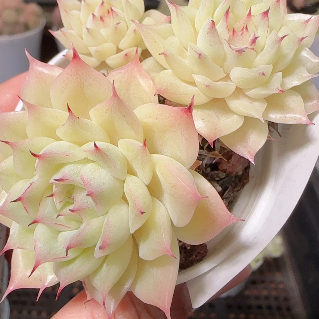 花语逸镜1129-166散