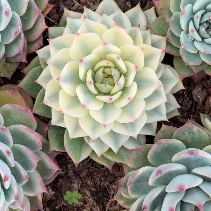 燕***声吉娃娃锦一物一拍