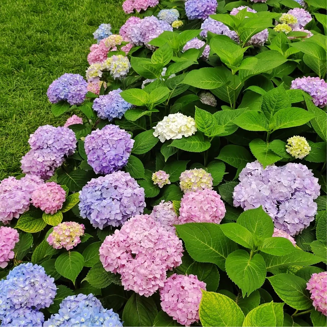 无尽夏绣球绣球花无尽室内八仙花盆栽花卉阳台四季开花好养老桩