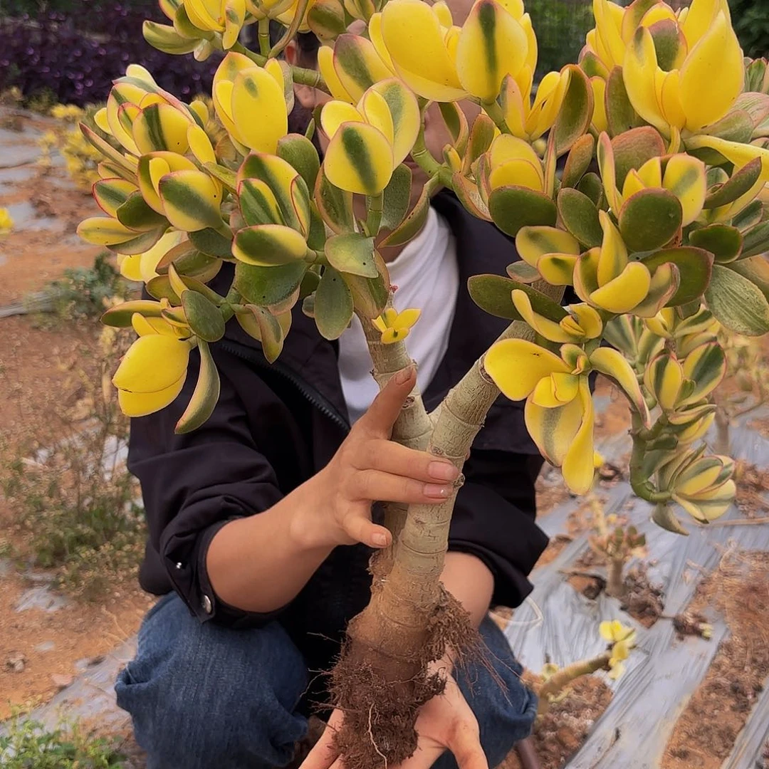 19新花月锦多肉植物