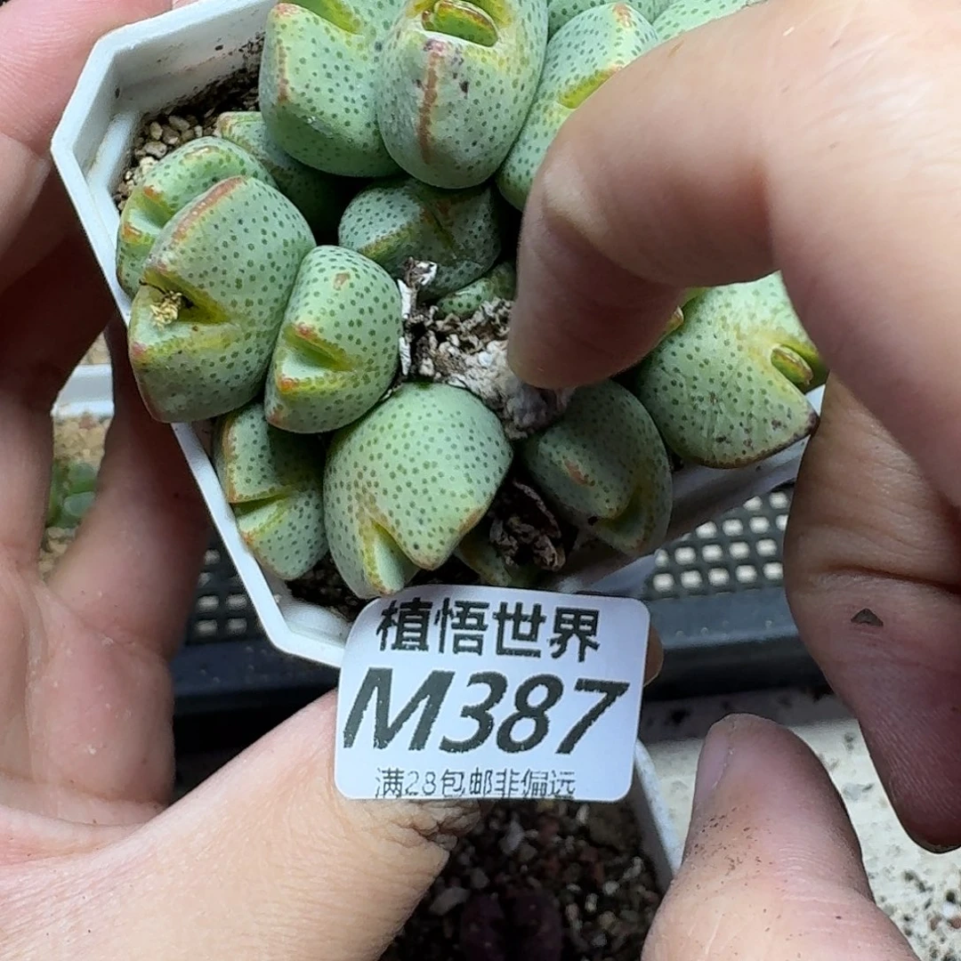 多肉植物的润泽ghh