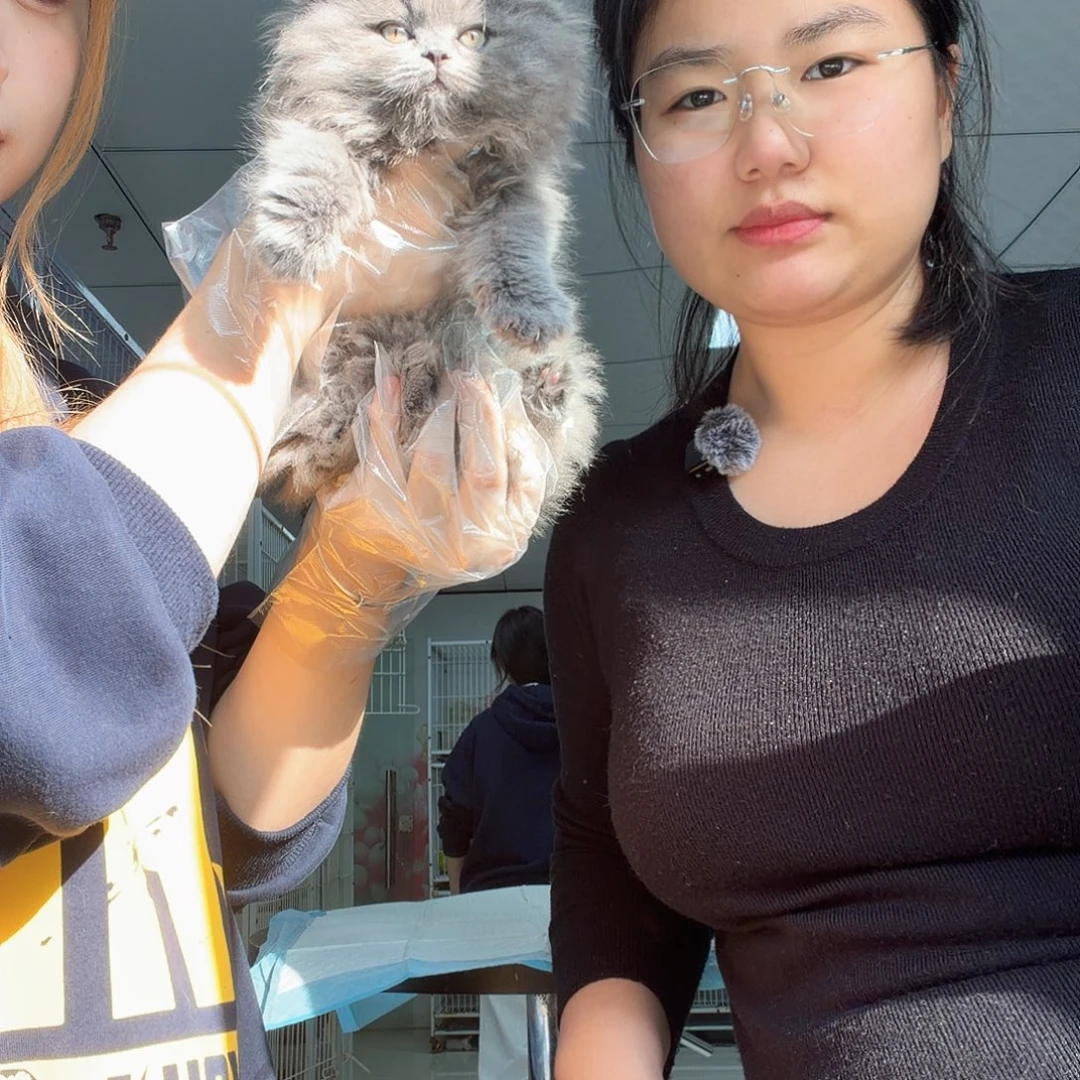 蓝猫长毛弟弟一针