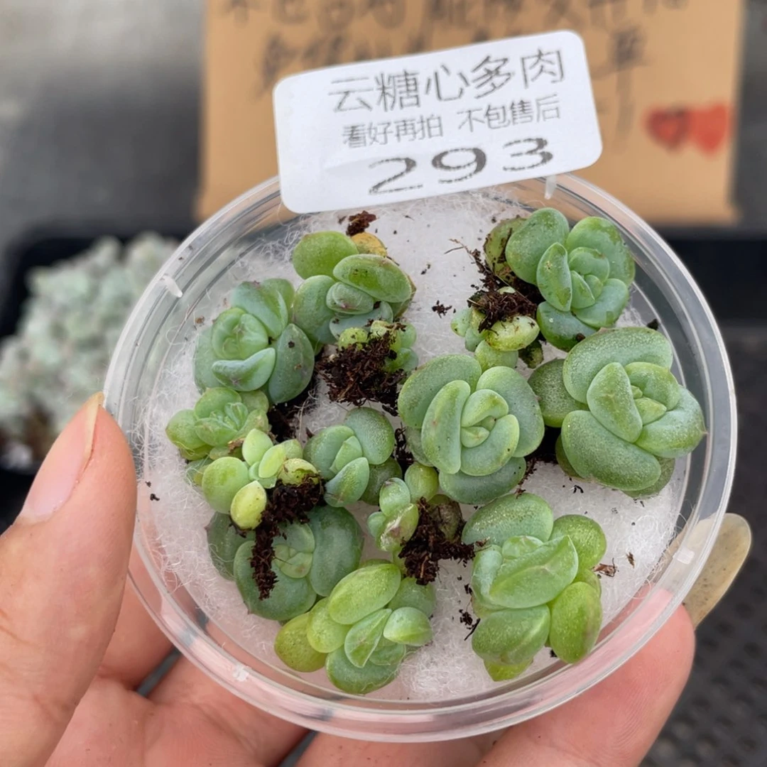 云糖心多肉植物293