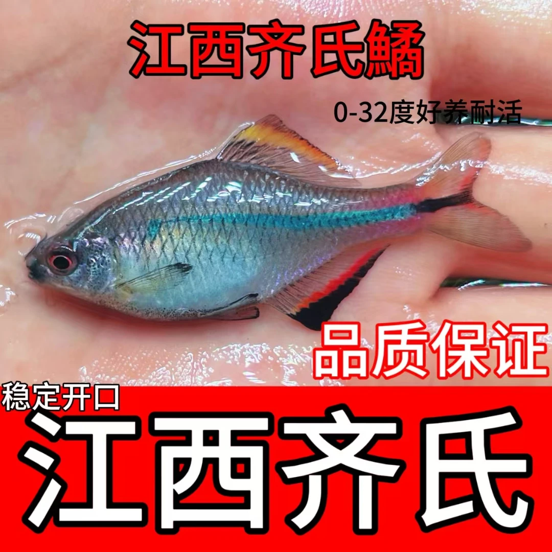 江西齐氏鱊 原生广温鱼 免加温 原生观赏鱼鰟鮍鱼 杂食性鱼类