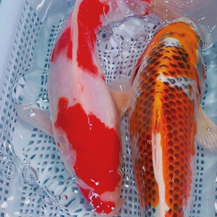 海水鱼 锦鲤冷水观赏鱼116