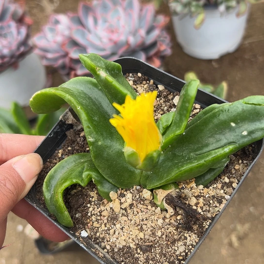 多肉植物多肉植物