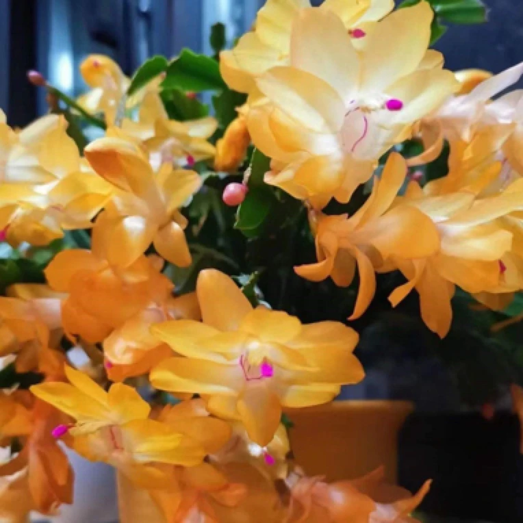 黄金蟹爪兰带花苞