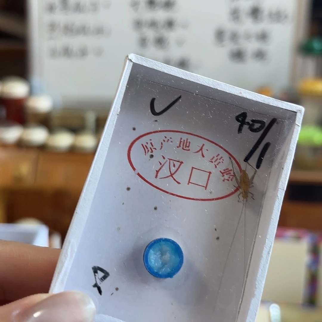 断须大黄不包断须尾