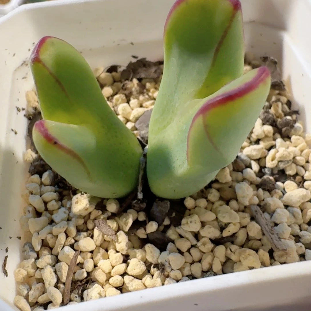 带土球发货............