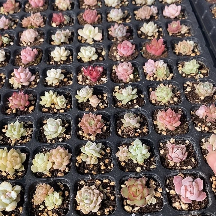 15 多肉植物盆栽花卉