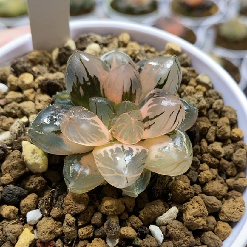 【闪购商品】41OM玉露锦