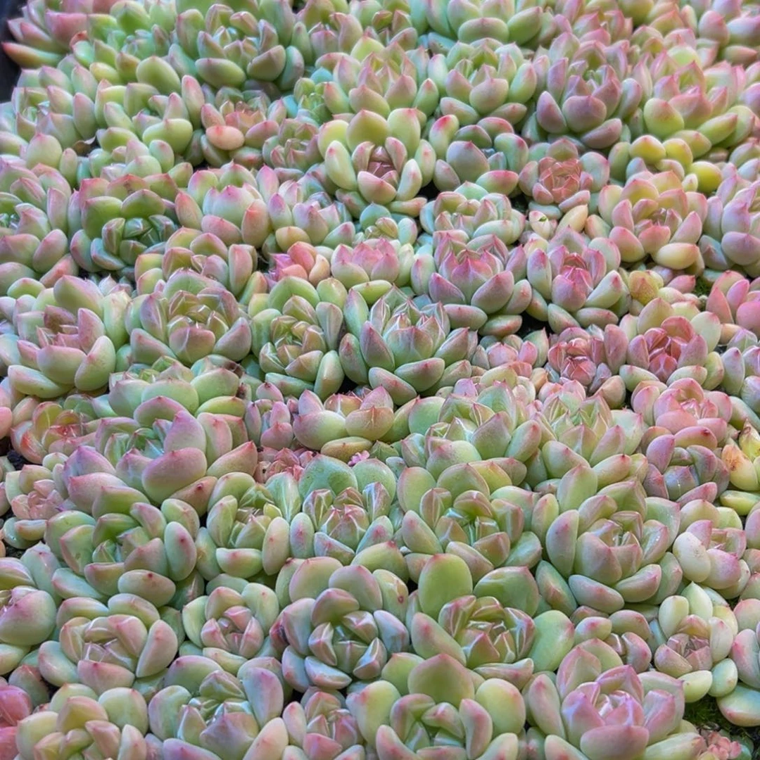 Y****712的断断续续谢谢出差v吧