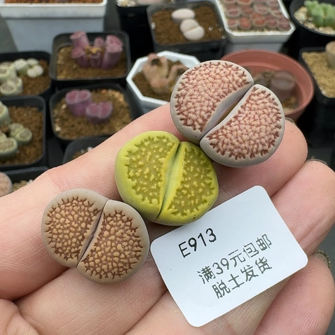 913哈哈哈哈哈哈哈哈