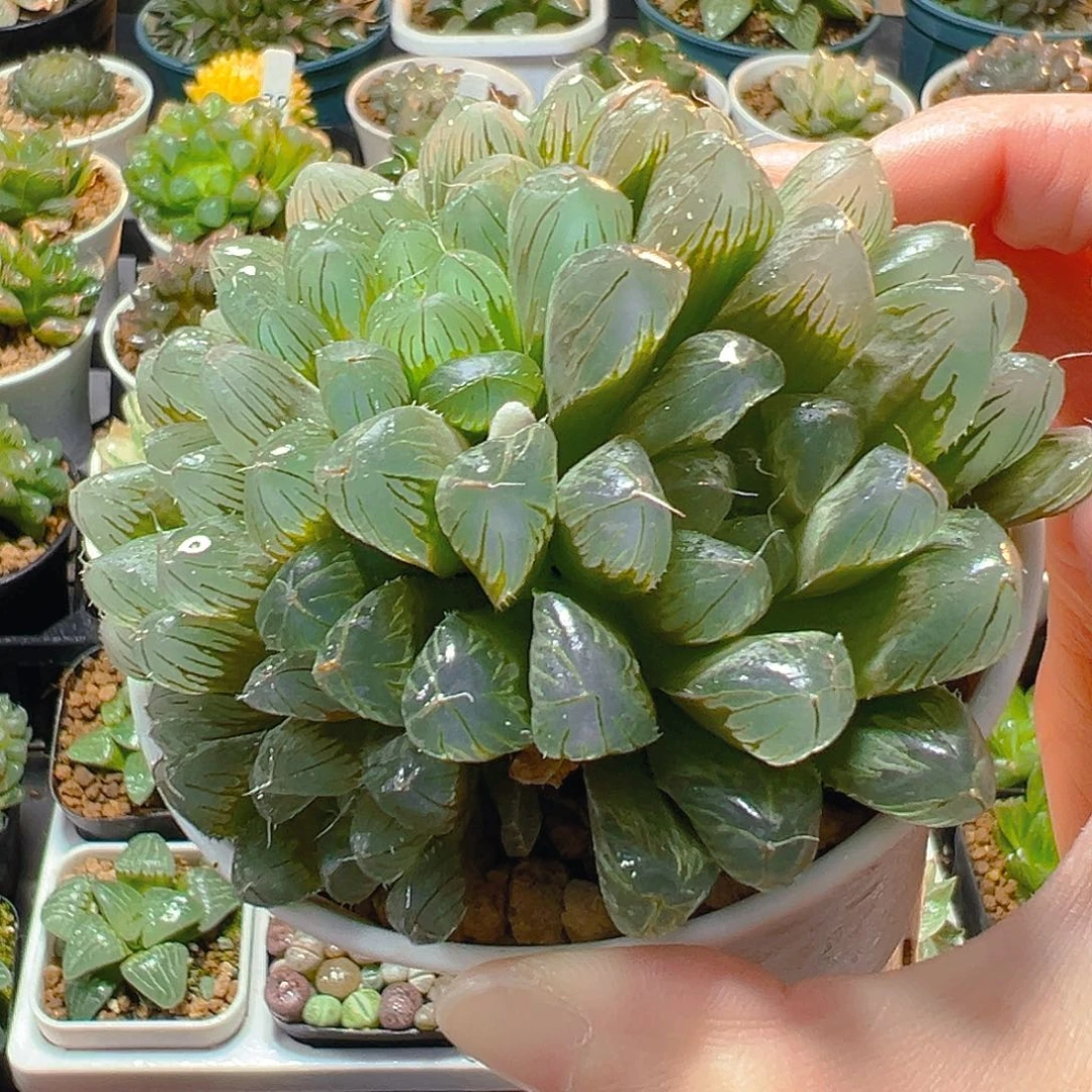 万象盆群玉露多肉植物一颗