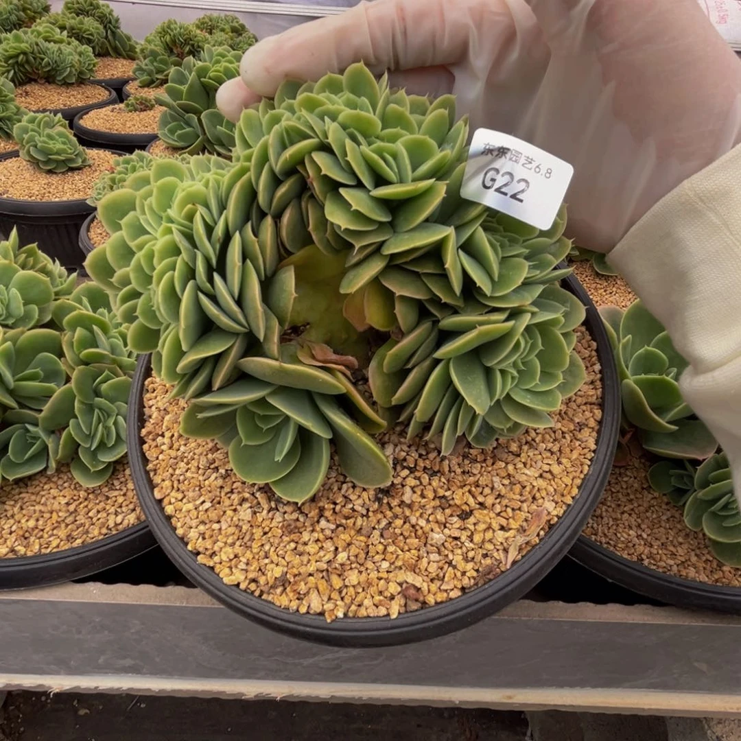 g g g g g g g g g 22