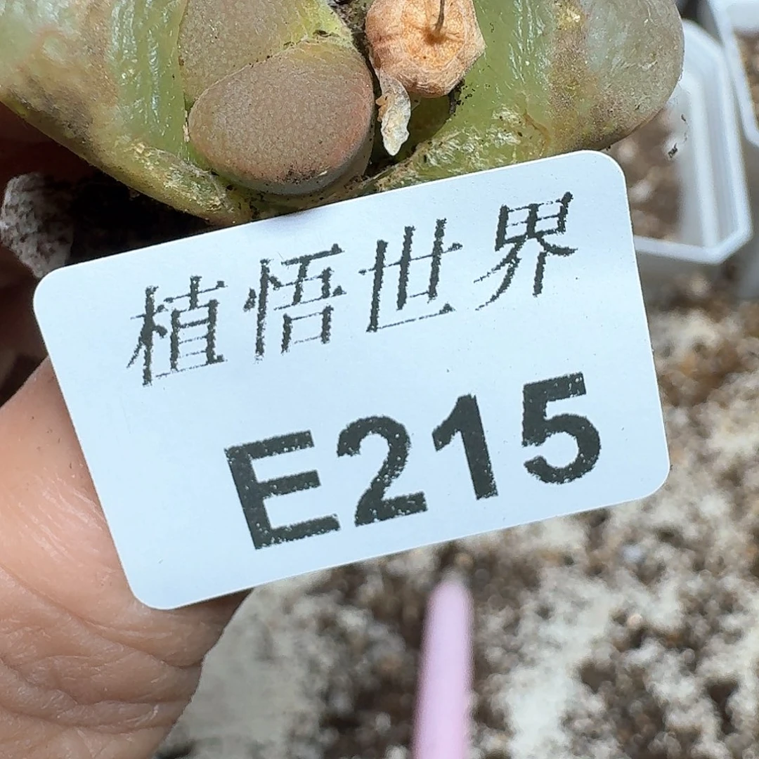 215号多肉植物哇f g