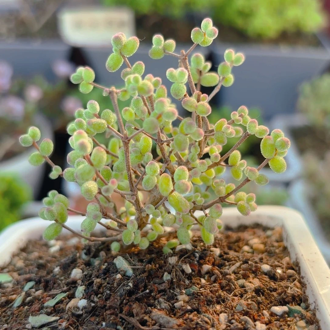 虎斑锦糖球679。