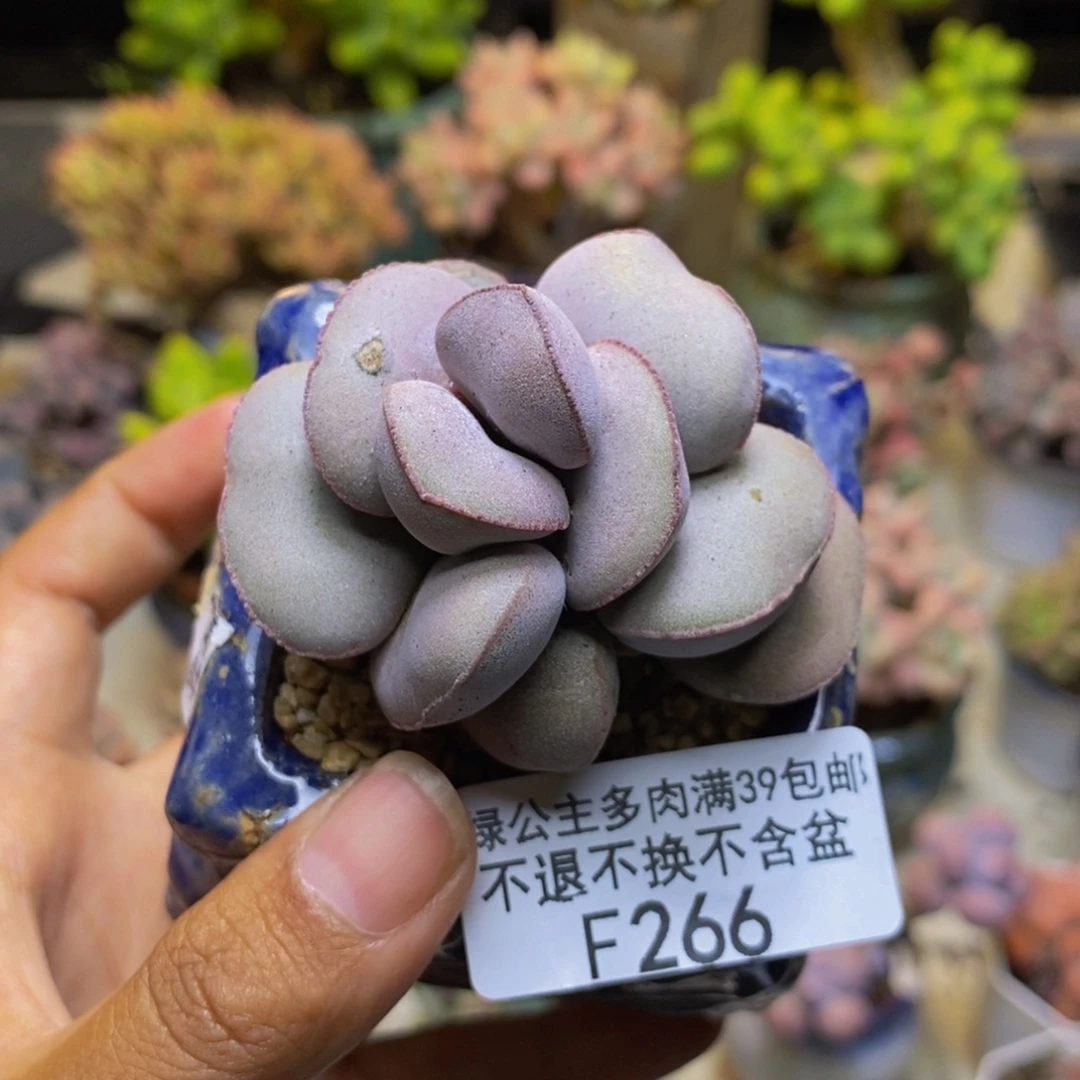 266小红蛋多肉6cm