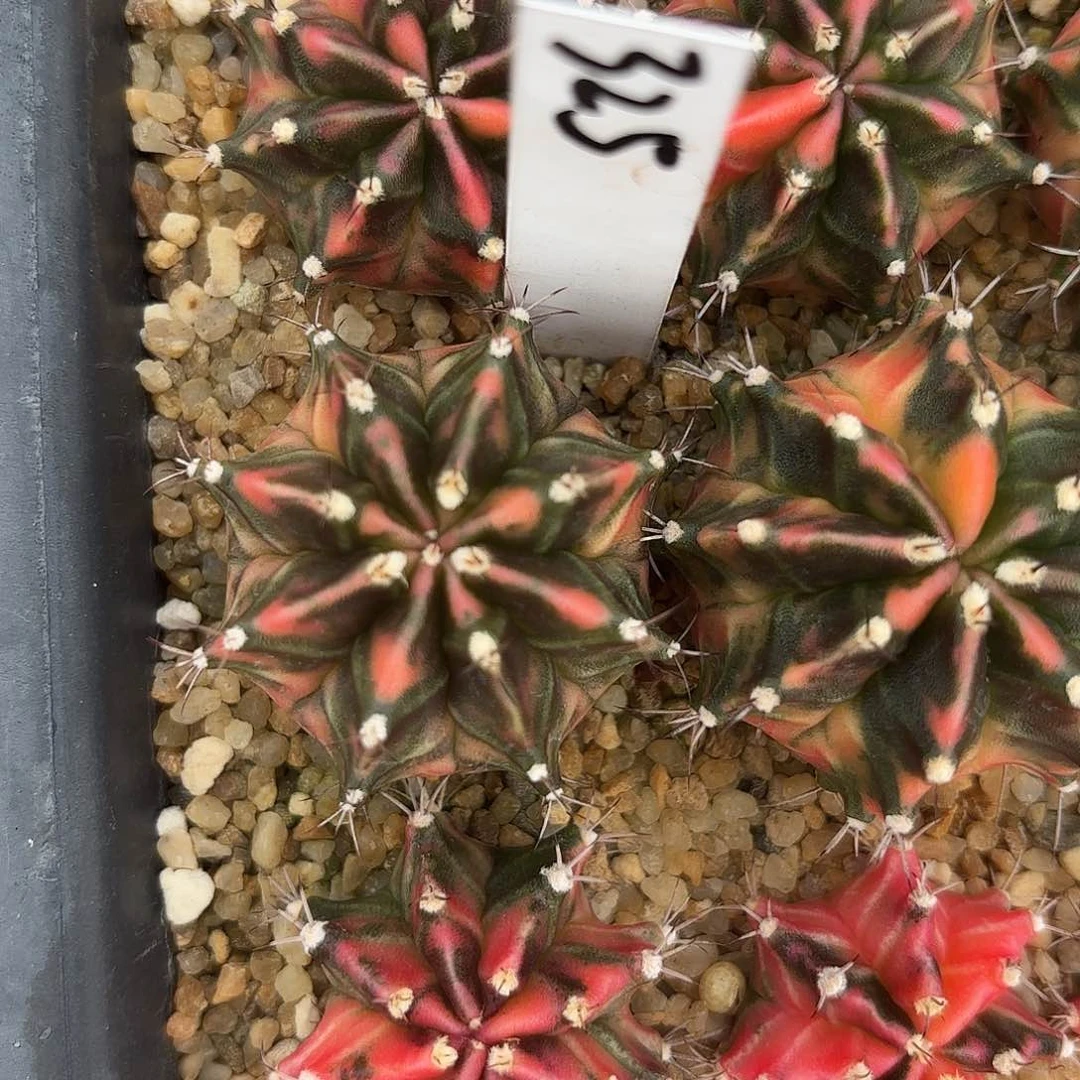 325-0618泰国发货多肉