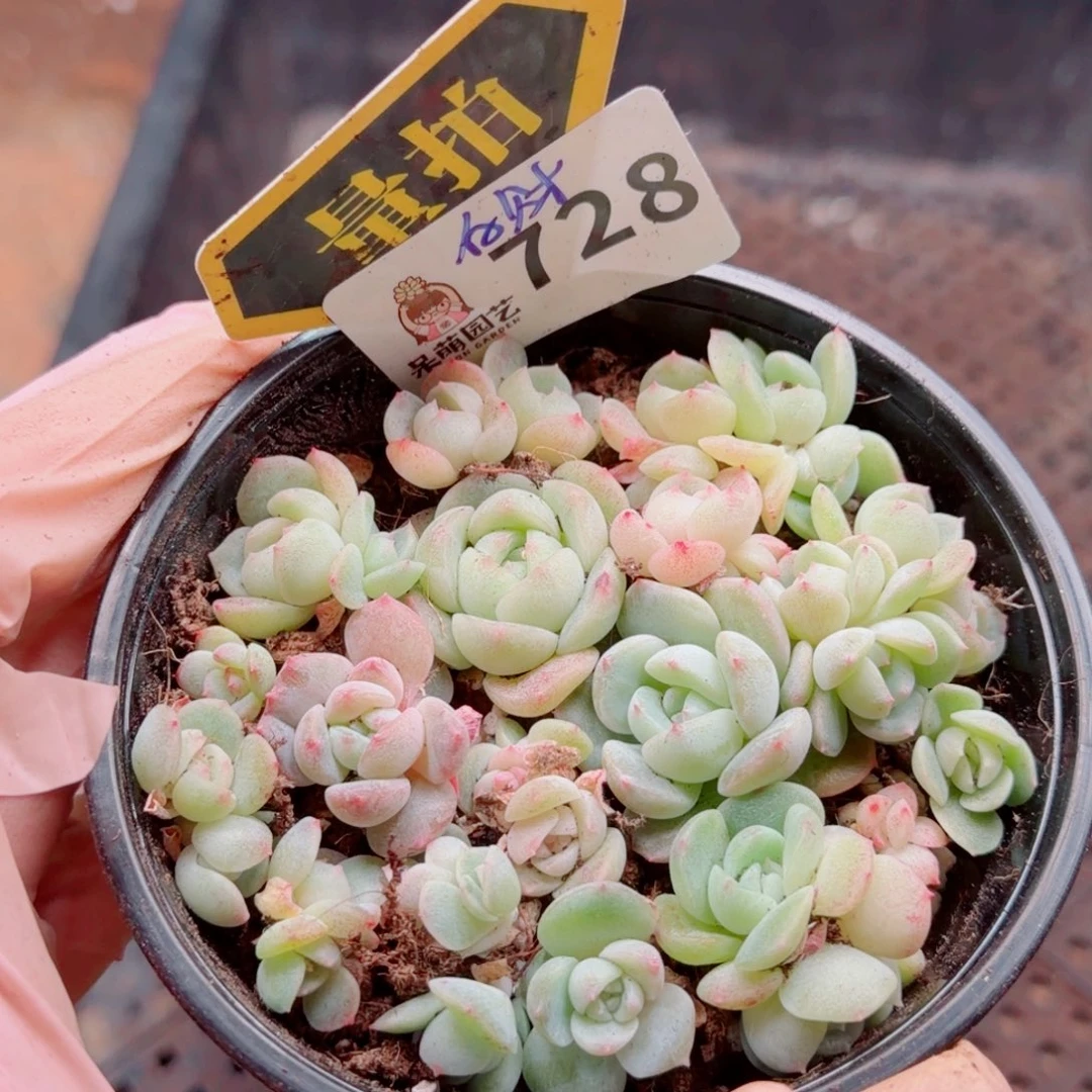 多肉植物多肉植物