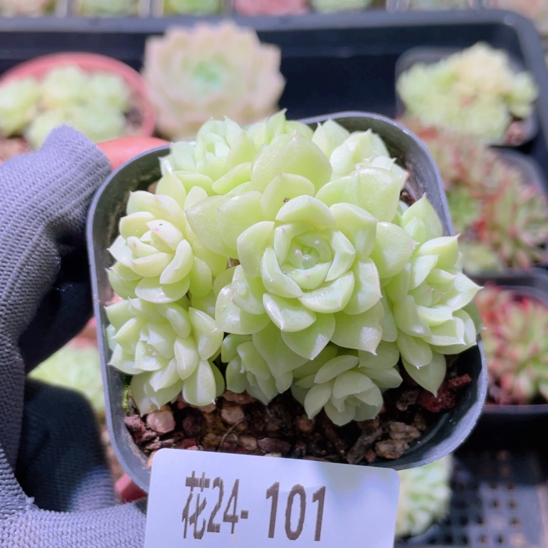 花利美24-101白天鹅