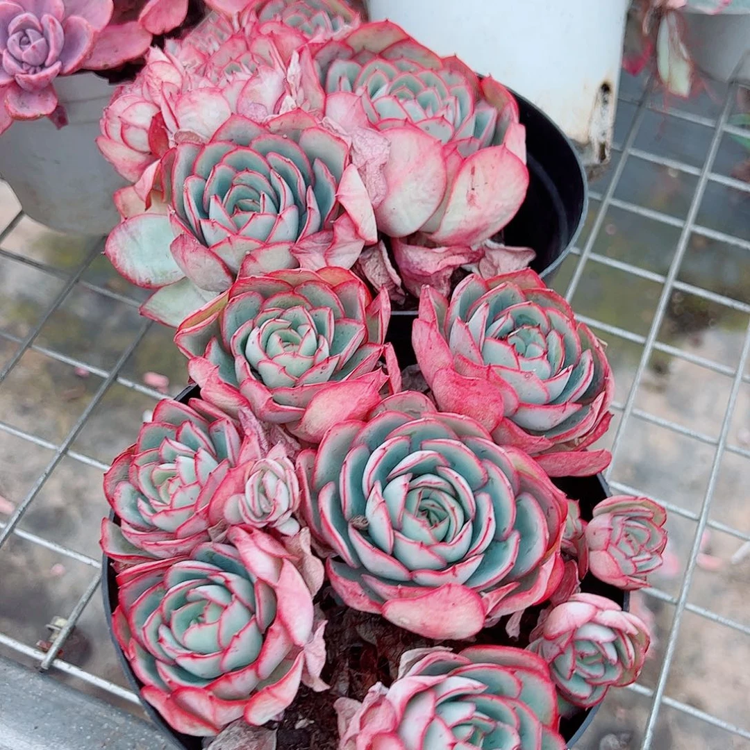 牡丹亭多头群生精品特价