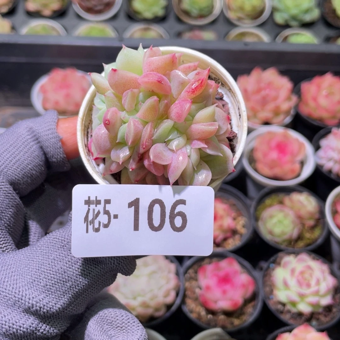 花利美 5-106新品缀化