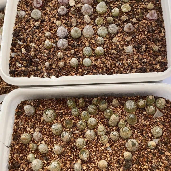 2440灯泡2盒一组。