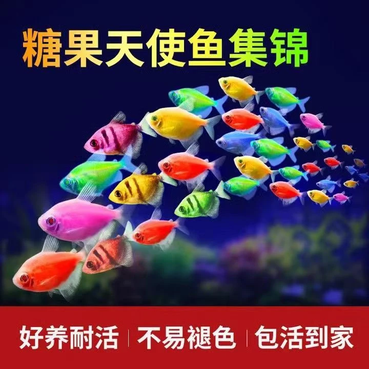 七彩天使鱼群游耐活小型淡水鱼热带观赏小鱼懒人好新手景观养鱼苗