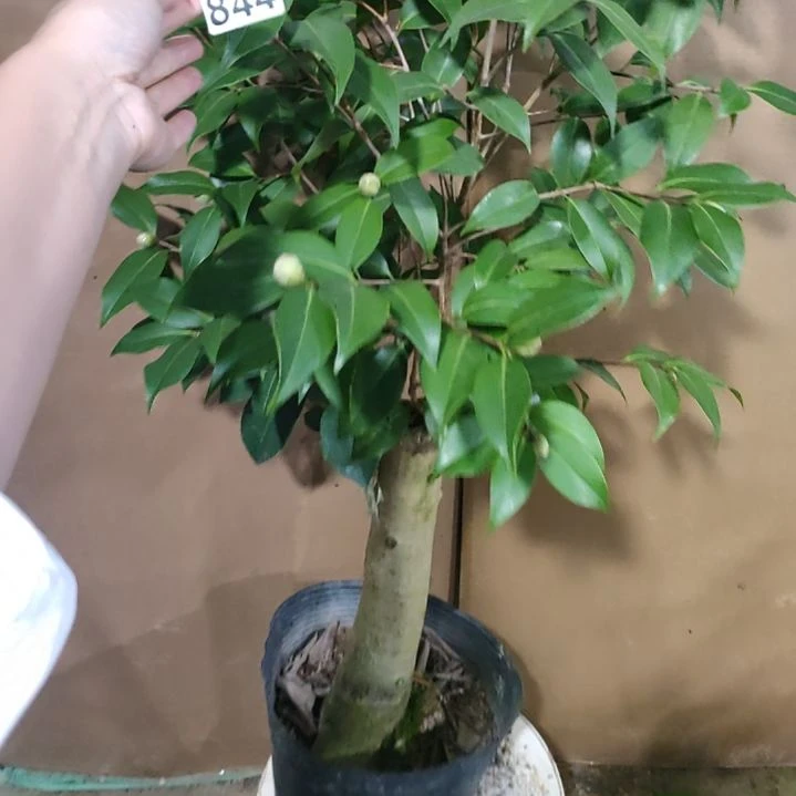 844圣诞帽，原盆原土发货，不包邮