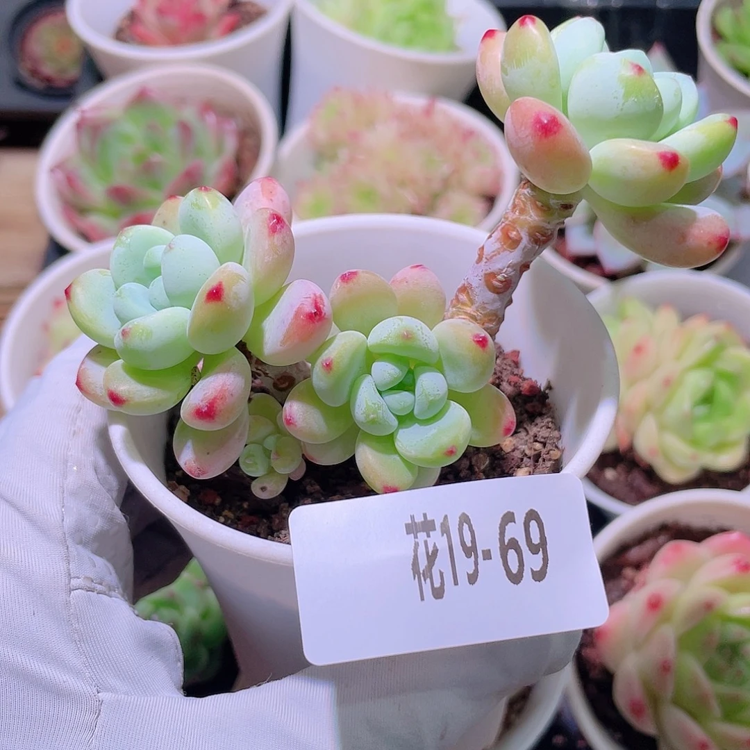 花利美19-69罗琦
