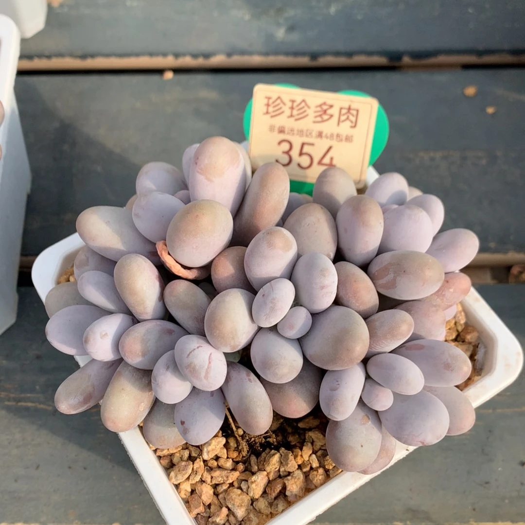 原始奶酪无砍平头354