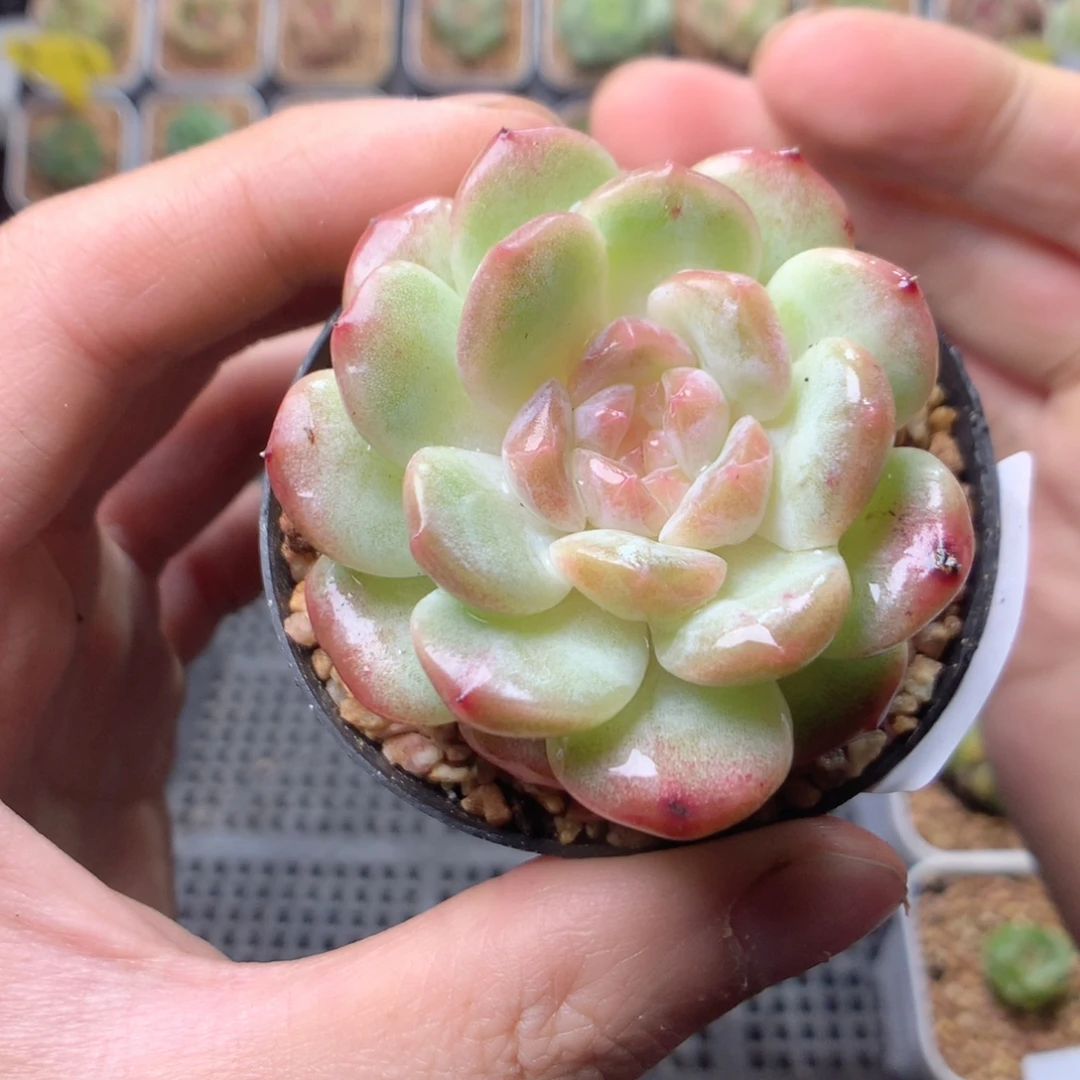 无花朵G79英语英语英语英语天宇