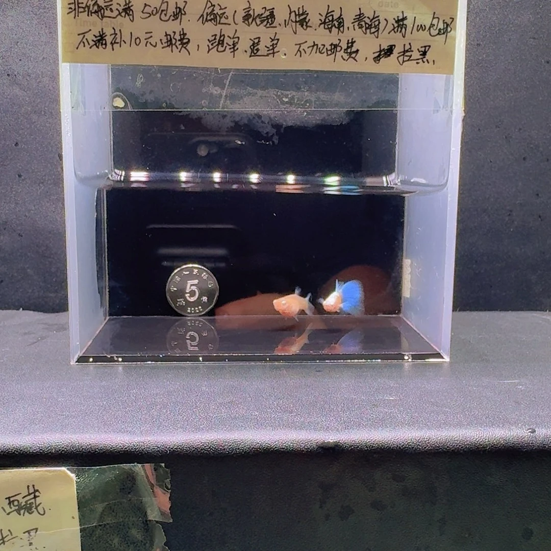 孔雀鱼蓝白欧翼飞船一对压成