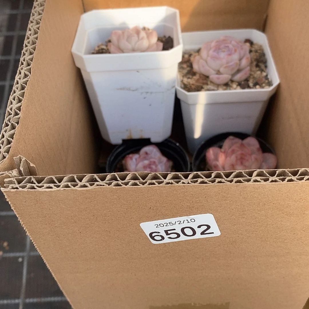 A*A粉钻哦超好看 6502