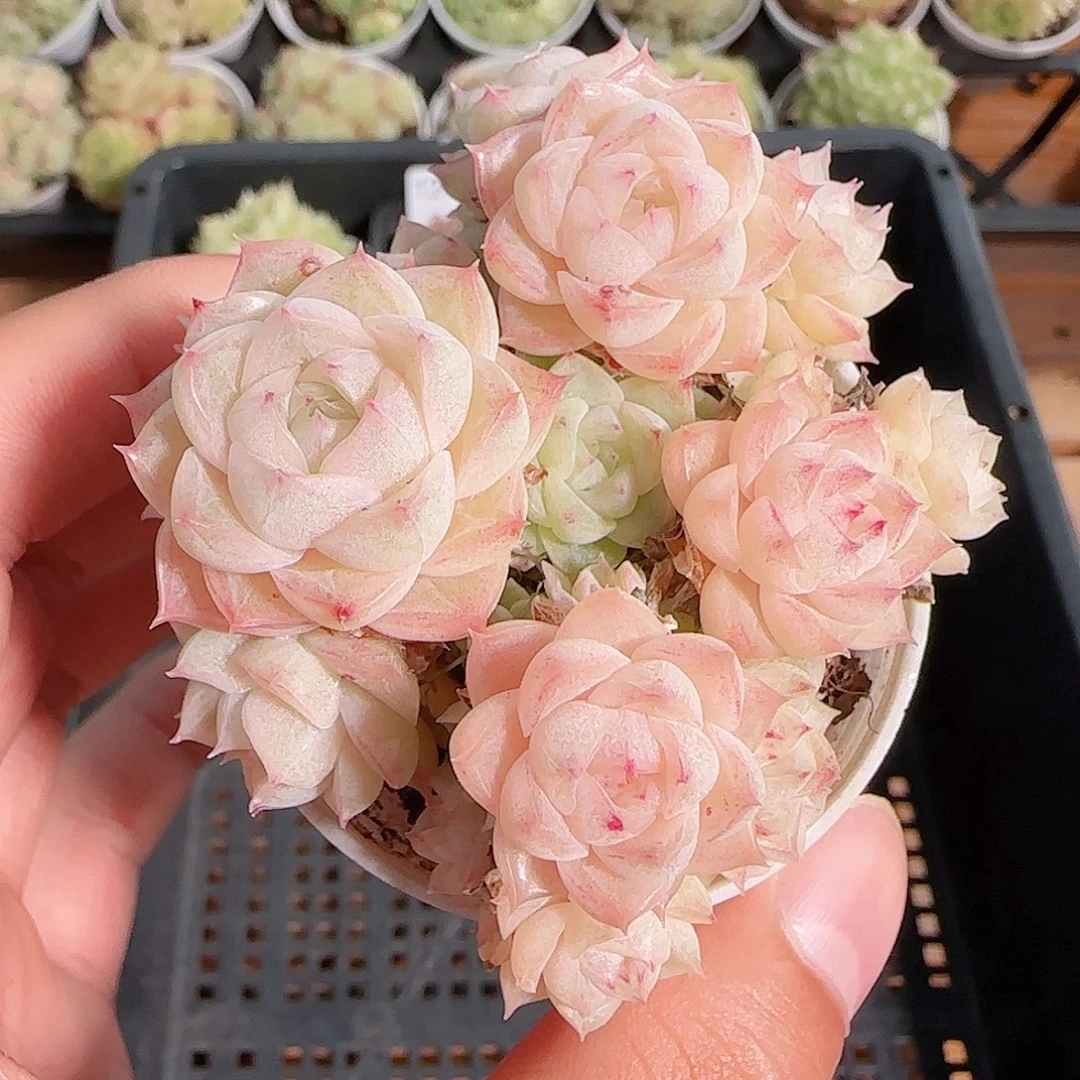 1112-----127包子麦秆群