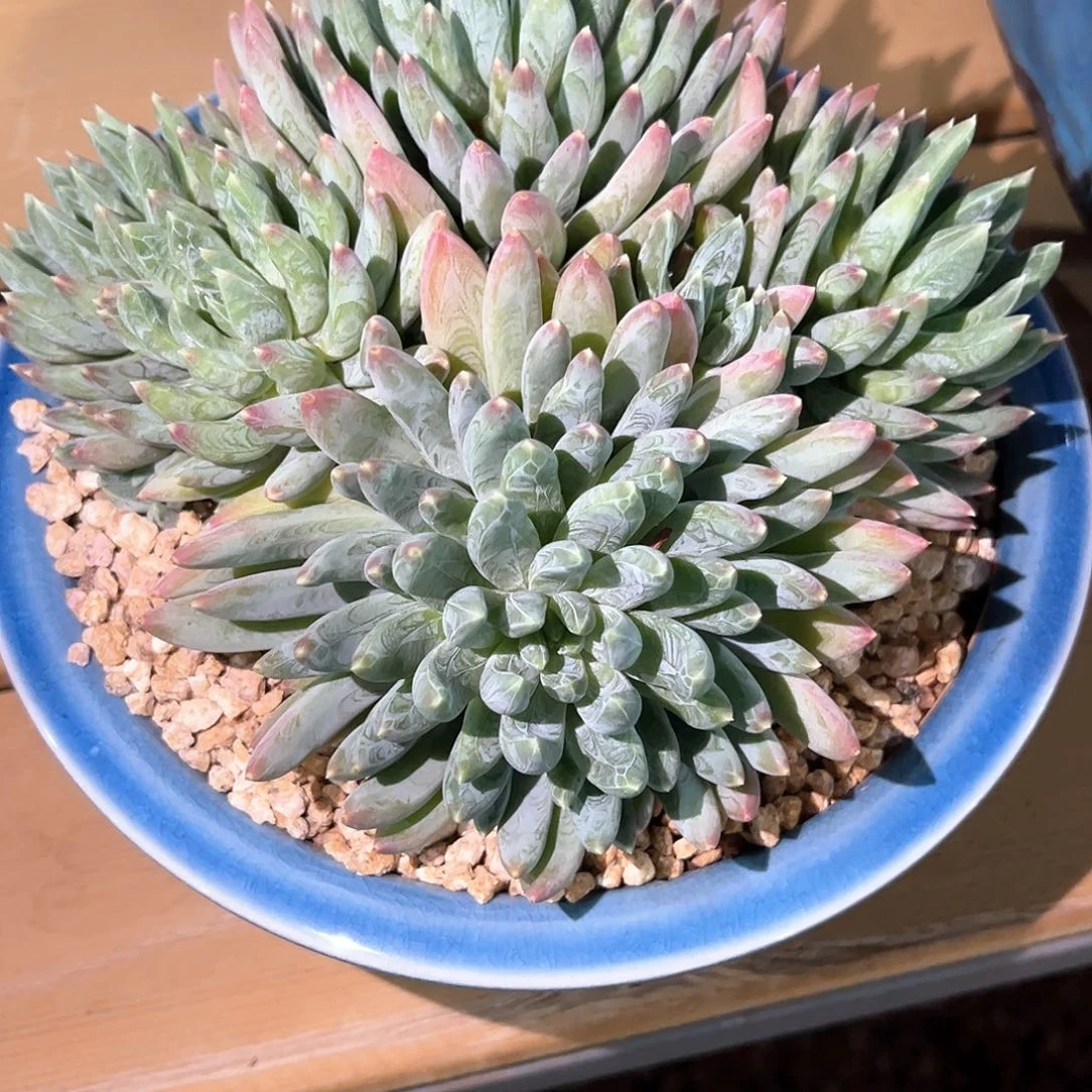美人系的链接的，